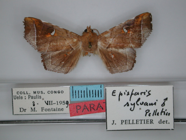 /filer/webapps/moths/media/images/S/sylvani_Episparis_PTM_RMCA_01.jpg