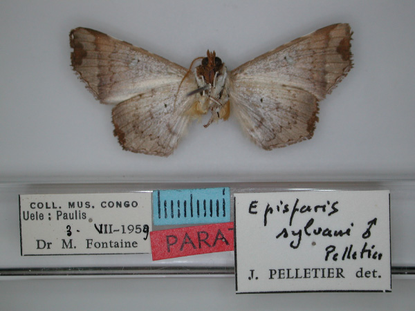 /filer/webapps/moths/media/images/S/sylvani_Episparis_PTM_RMCA_02.jpg