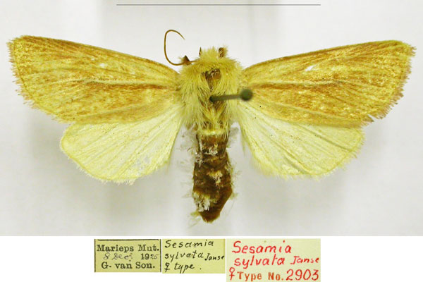 /filer/webapps/moths/media/images/S/sylvata_Sesamia_AT_TMSA.jpg