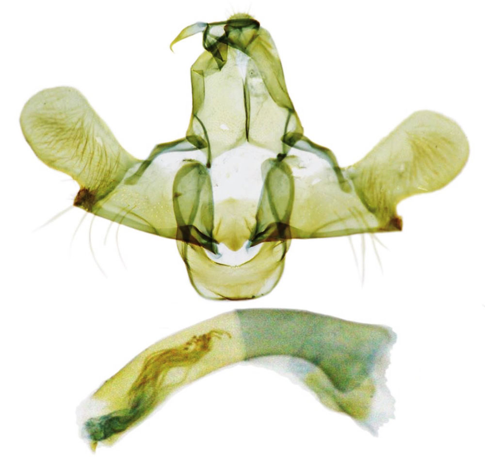 /filer/webapps/moths/media/images/S/sylvestrana_Thrombialis_GMPT_NIBR.jpg