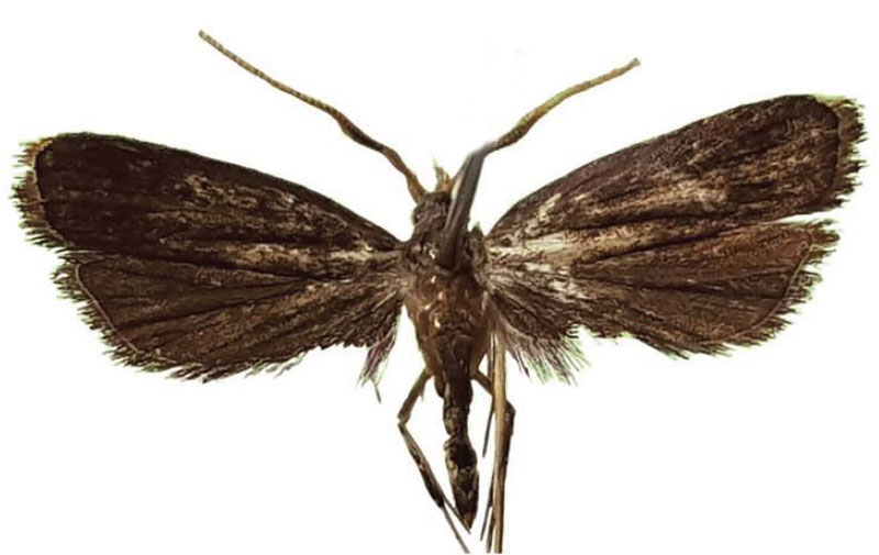 /filer/webapps/moths/media/images/S/sylvestrana_Thrombialis_PTM_NIBR.jpg