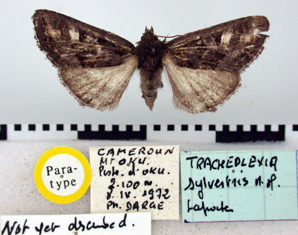 /filer/webapps/moths/media/images/S/sylvestris_Tracheplexia_PT_BMNH.jpg