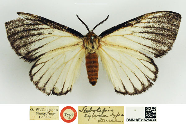 /filer/webapps/moths/media/images/S/sylvia_Stibolepis_HT_NHMUK.jpg