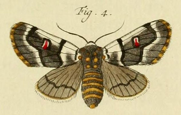 /filer/webapps/moths/media/images/S/sylviana_Diaphone_Stoll_40_4.jpg