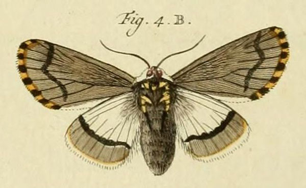 /filer/webapps/moths/media/images/S/sylviana_Diaphone_Stoll_40_4B.jpg