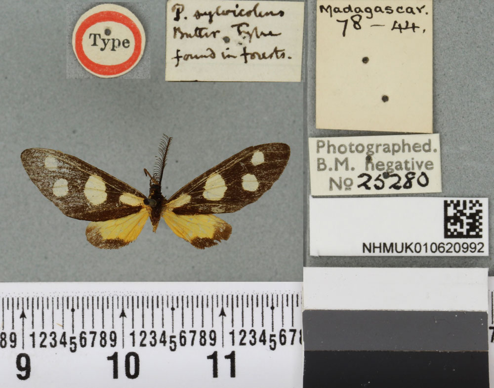 /filer/webapps/moths/media/images/S/sylvicolens_Pseudonaclia_HT_BMNHa.jpg