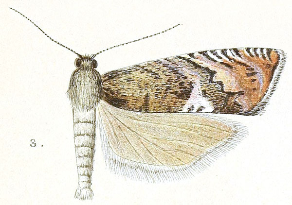 /filer/webapps/moths/media/images/S/symbola_Eucosma_HT_Meyrick_3-3.jpg