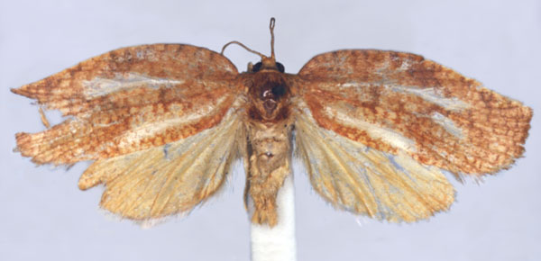 /filer/webapps/moths/media/images/S/symmetra_Labidosa_PLT_BMNH.jpg