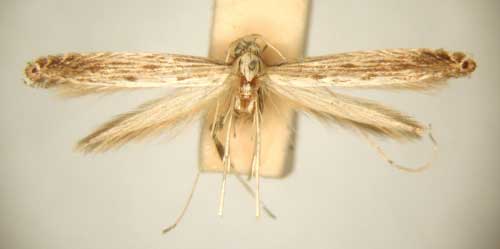 /filer/webapps/moths/media/images/S/symmetra_Pleiomorpha_PT_TMSA6112.jpg