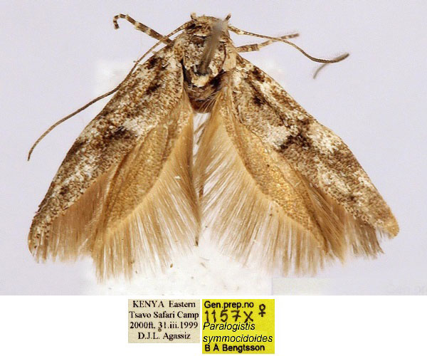 /filer/webapps/moths/media/images/S/symmocidoides_Paralogistis_PT_BMNH_STH23Kn.jpg