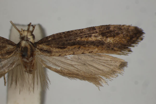 /filer/webapps/moths/media/images/S/symmorpha_Plutella_HT_BMNH.jpg