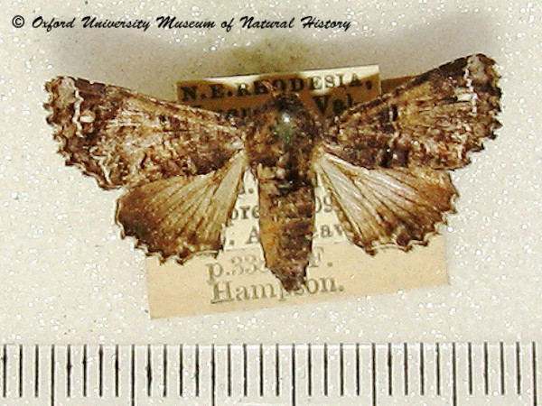 /filer/webapps/moths/media/images/S/symphonica_Eutelia_A_OUMNH.jpg