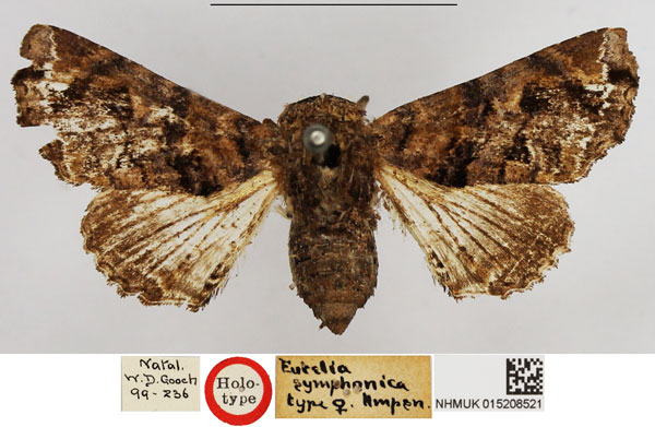 /filer/webapps/moths/media/images/S/symphonica_Eutelia_HT_NHMUK.jpg