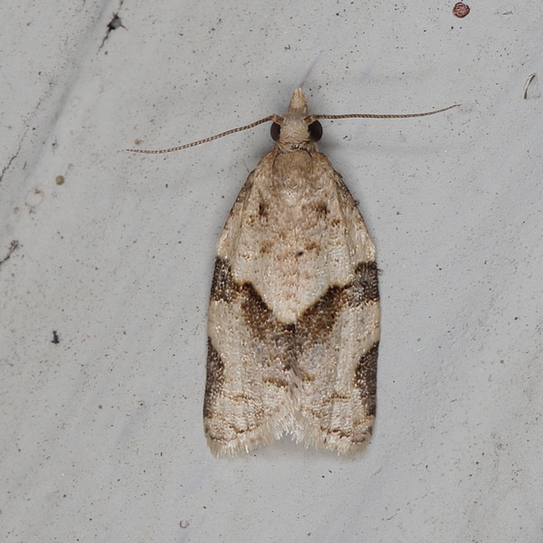 /filer/webapps/moths/media/images/S/symplecta_Doridostoma_A_Heyns_02_boSjCFq.JPG