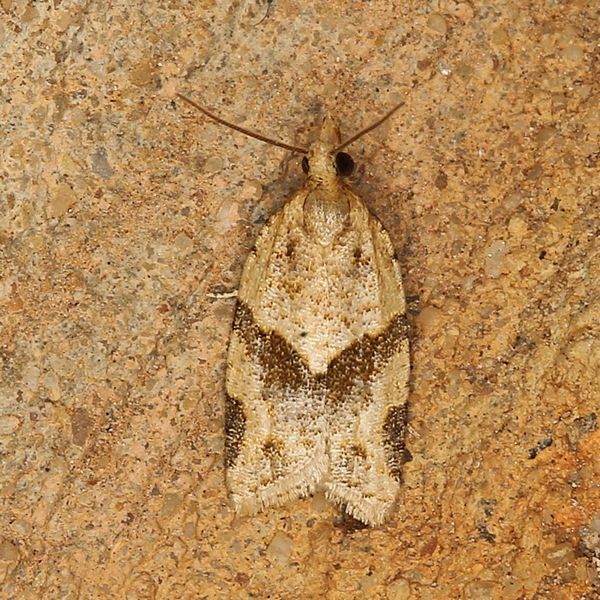 /filer/webapps/moths/media/images/S/symplecta_Doridostoma_A_Heyns_03_T5FSrW7.JPG