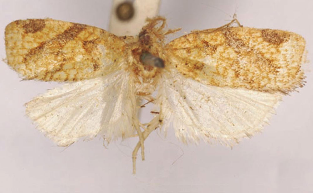 /filer/webapps/moths/media/images/S/symplecta_Doridostoma_HT_SAMC.jpg