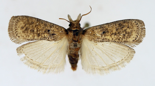 /filer/webapps/moths/media/images/S/syncentra_Rhynchoferella_AF_TMSA.jpg
