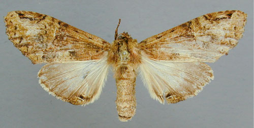 /filer/webapps/moths/media/images/S/synceros_Disracha_AT_RMCA.jpg