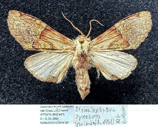 /filer/webapps/moths/media/images/S/synceros_Stemmatophalera_AF_Hluchy.jpg