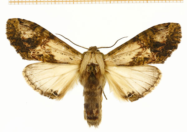 /filer/webapps/moths/media/images/S/synceros_Stemmatophalera_A_DePrins.jpg