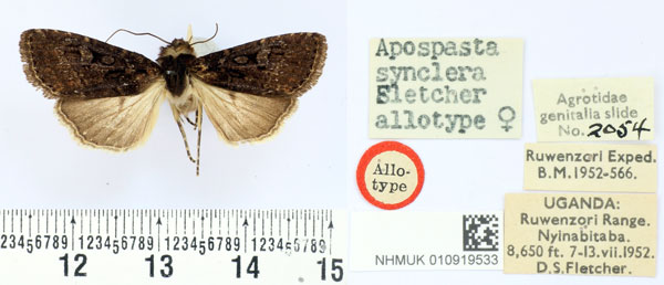 /filer/webapps/moths/media/images/S/synclera_Apospasta_AT_BMNH.jpg