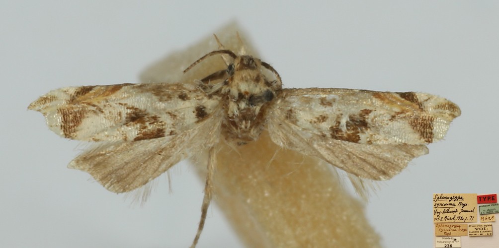 /filer/webapps/moths/media/images/S/syncosma_Sphenogrypa_MHT_MNHN.jpg