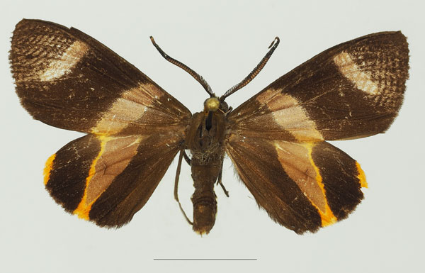 /filer/webapps/moths/media/images/S/syndroma_Pitthea_AF_Basquina.jpg