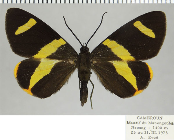 /filer/webapps/moths/media/images/S/syndroma_Pitthea_AF_ZSM.jpg