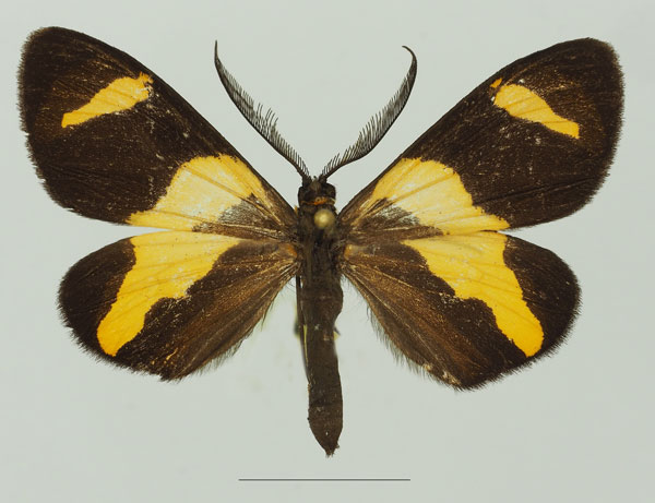 /filer/webapps/moths/media/images/S/syndroma_Pitthea_AM_Basquin_01a.jpg