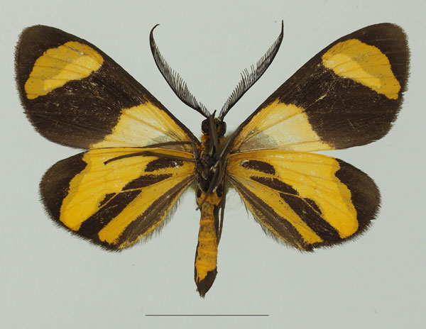 /filer/webapps/moths/media/images/S/syndroma_Pitthea_AM_Basquin_01b.jpg