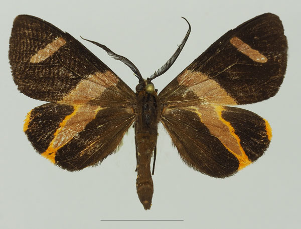 /filer/webapps/moths/media/images/S/syndroma_Pitthea_AM_Basquin_02a.jpg