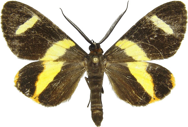 /filer/webapps/moths/media/images/S/syndroma_Pitthea_AM_MCJM.jpg