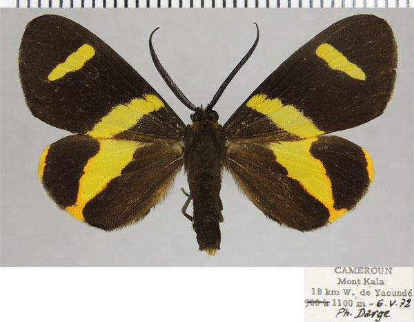 /filer/webapps/moths/media/images/S/syndroma_Pitthea_AM_ZSMa.jpg