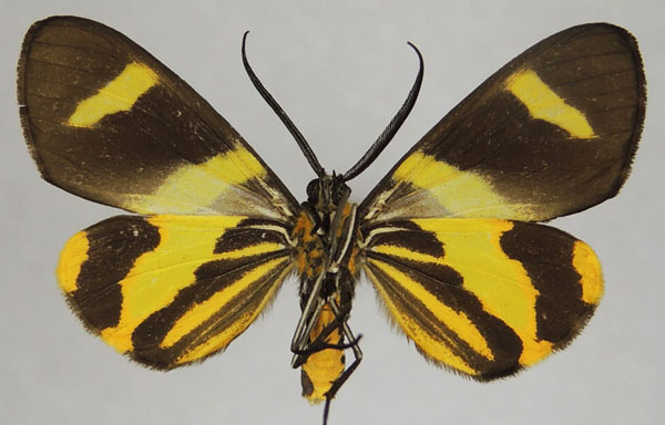 /filer/webapps/moths/media/images/S/syndroma_Pitthea_AM_ZSMb.jpg