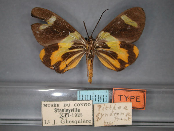 /filer/webapps/moths/media/images/S/syndroma_Pitthea_HT_RMCA_02.jpg