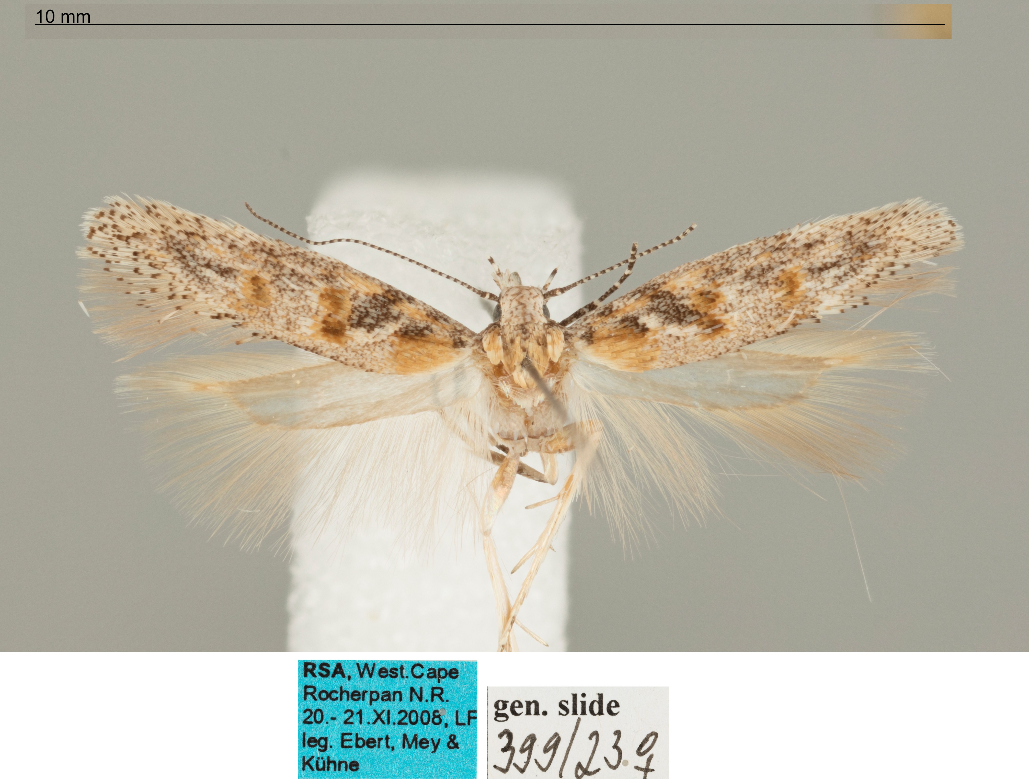 /filer/webapps/moths/media/images/S/synecta_Ephysteris_AF_MfN.jpg