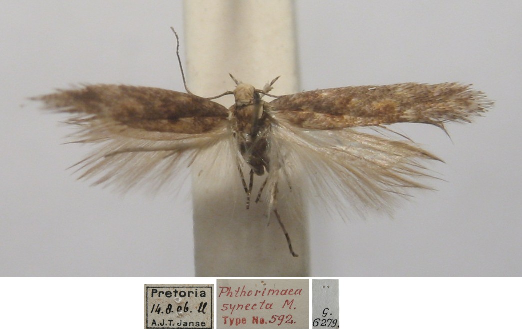 /filer/webapps/moths/media/images/S/synecta_Gnorimoschema_MLT_TMSA.jpg