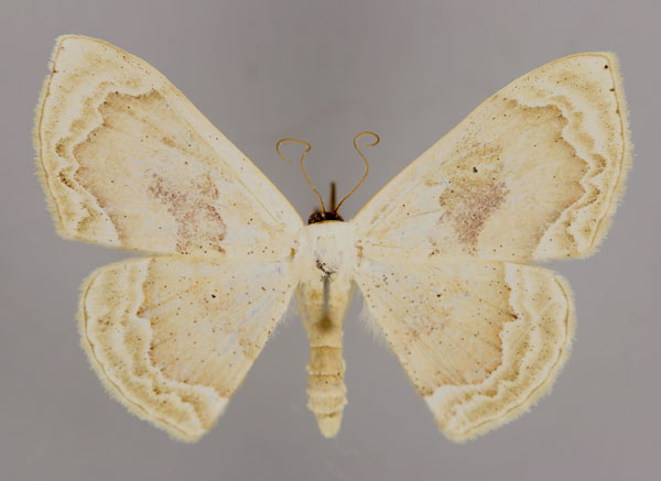 /filer/webapps/moths/media/images/S/syneorus_Somatina_A_ZSM_01.jpg