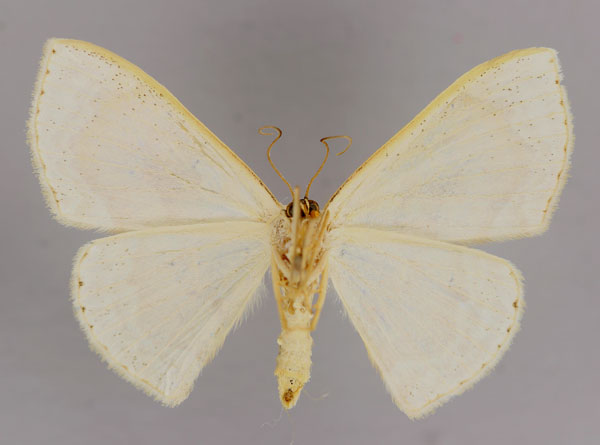 /filer/webapps/moths/media/images/S/syneorus_Somatina_A_ZSM_02.jpg