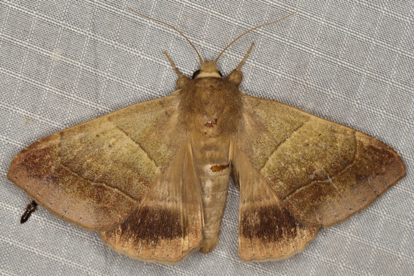 /filer/webapps/moths/media/images/S/synethes_Achaea_A_Heyns_01.JPG