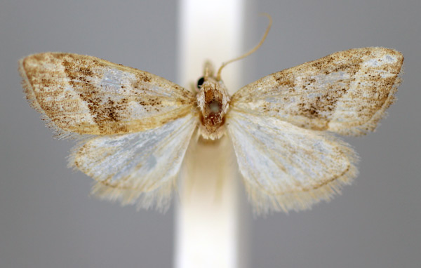 /filer/webapps/moths/media/images/S/synethes_Nola_HT_BMNH.jpg