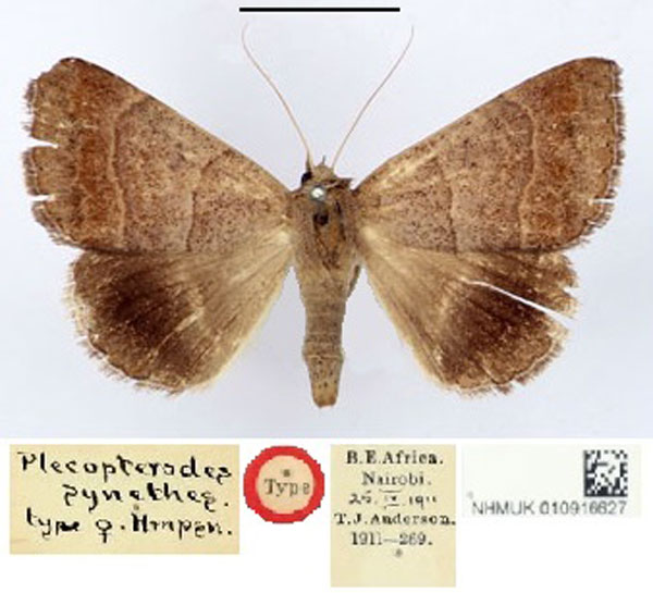 /filer/webapps/moths/media/images/S/synethes_Plecopterodes_HT_BMNH.jpg