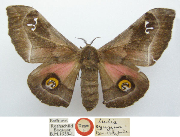 /filer/webapps/moths/media/images/S/syngena_Ludia_HT_NHMUKa.jpg