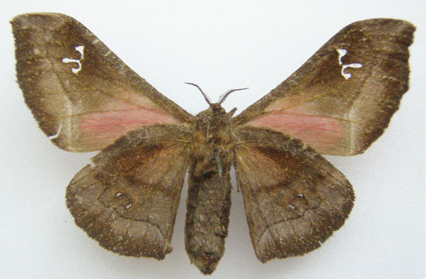 /filer/webapps/moths/media/images/S/syngena_Ludia_HT_NHMUKb.jpg
