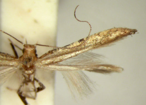 /filer/webapps/moths/media/images/S/syngenica_Caloptilia_HT_TMSA5651.jpg