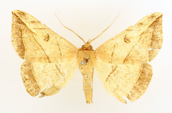 /filer/webapps/moths/media/images/S/syngrammata_Entomogramma_AM_TMSA.jpg