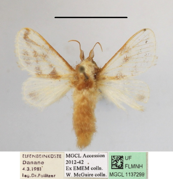 /filer/webapps/moths/media/images/S/syngrapha_Parapluda_A_MGCLa_02.JPG