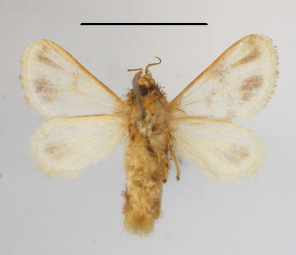 /filer/webapps/moths/media/images/S/syngrapha_Parapluda_A_MGCLb_01.JPG