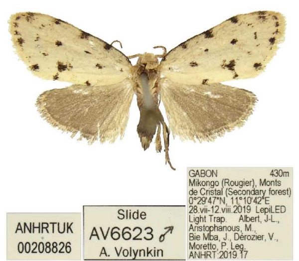 /filer/webapps/moths/media/images/S/synthetia_Siccia_PTM_ANHRT_02.jpg