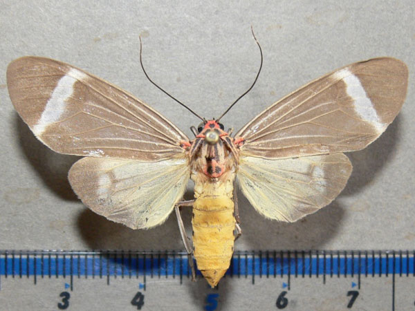 /filer/webapps/moths/media/images/S/syntomina_Amerila_A_Goff_01.jpg